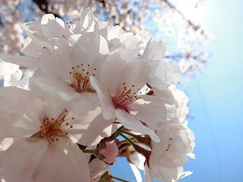 4月6日の桜