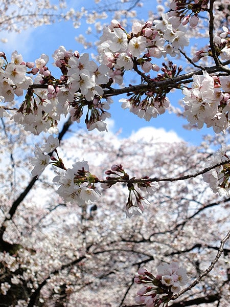 4月6日の桜