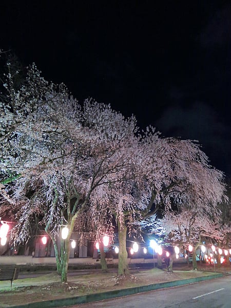 こちらは4月4日の夜桜