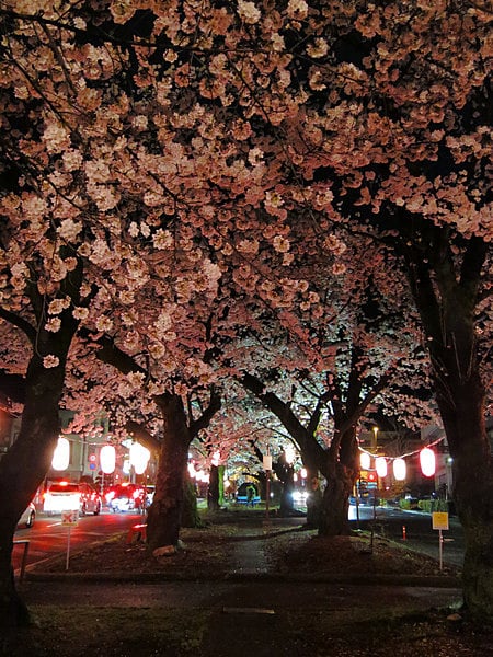 4月4日夜の大宮通り　桜並木（その１）