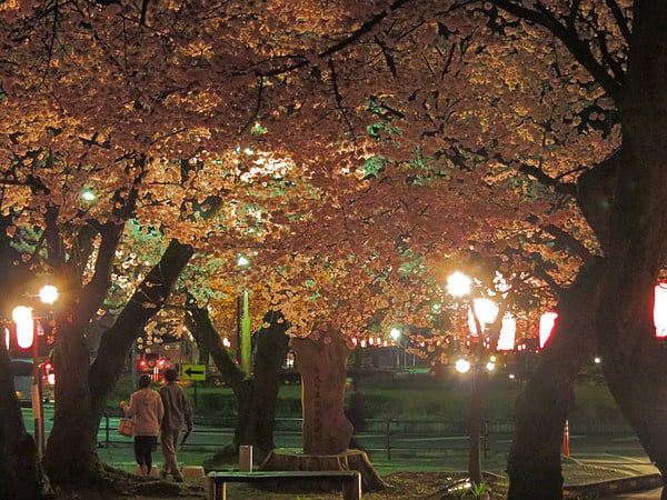 4月4日夜の大宮通り　桜並木（その２）